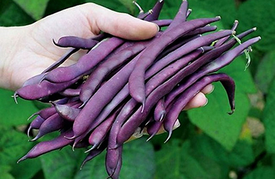пурпурная фасоль