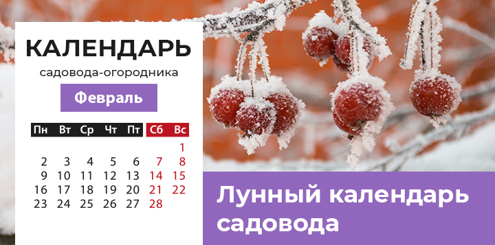 Лунный посевной календарь садовода-огородника на февраль 2026 года
