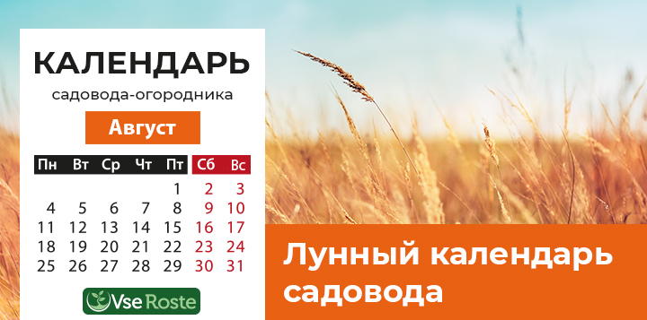 Лунный посевной календарь садовода-огородника на август 2025 года