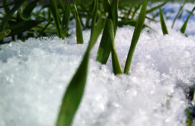 снег на траве