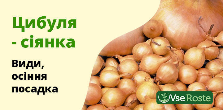 Цибуля сіянка: види, осіння посадка, переваги голандської цибулі