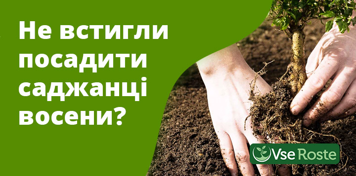 Як зберігати саджанці, що не встигли посадити восени?