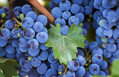 синийй виноград