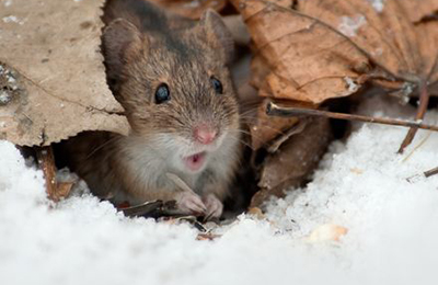 мышь в снегу и листьях