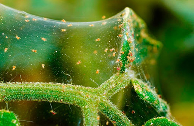 павутина на рослині павутина на рослині