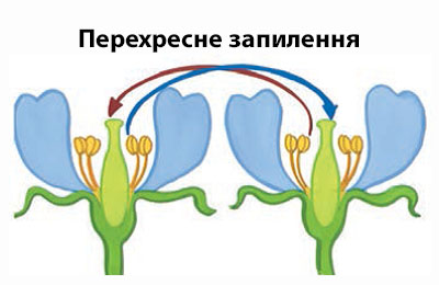 перекрестное опыление