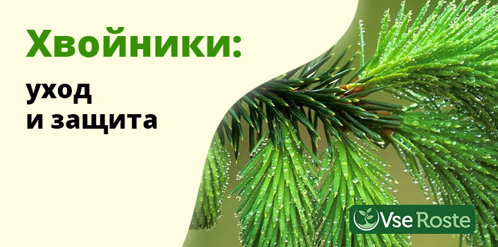 Хвойники: уход и защита