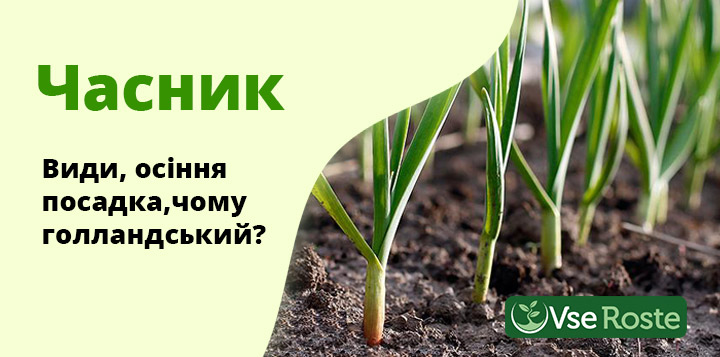 Часник: види, осіння посадка, чому голландський?