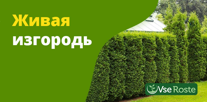 Живая изгородь