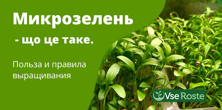 Микрозелень: что это такое, польза и правила выращивания