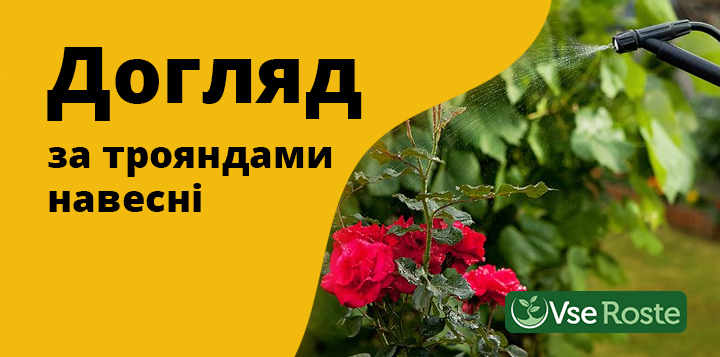 Догляд за трояндами навесні