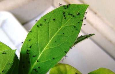 чорні мошки на листку чорні мошки на листку