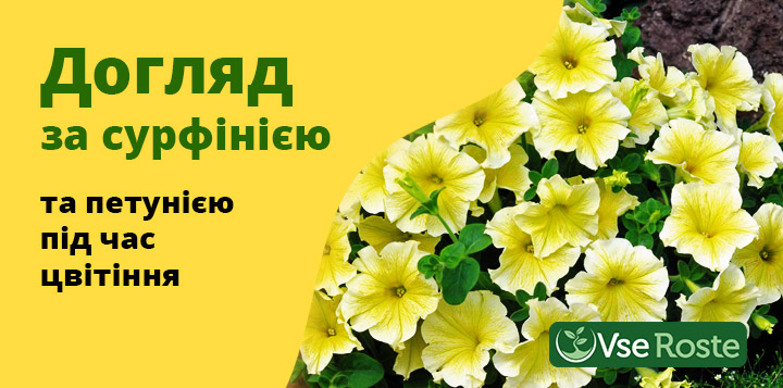 Догляд за сурфінією та петунією під час цвітіння