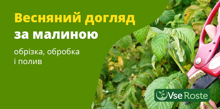 Весняний догляд за малиною - обрізка, обробка, полив