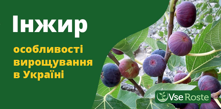 Інжир - особливості вирощування в Україні