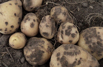 гнілая картошка