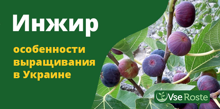 Инжир: особенности выращивания в Украине