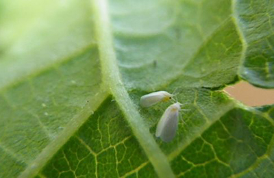 білі мошки на листку білі мошки на листку