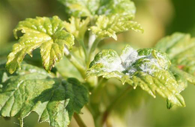павутинний клійщ на смородині павутинний клійщ на смородині