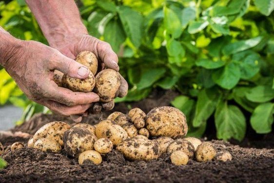 Выращивание картошки из семян