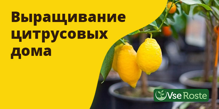 Выращивание цитрусовых дома