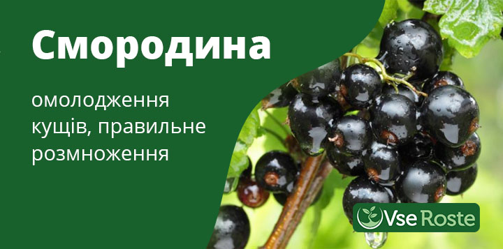 Смородина: омолодження кущів, правильне розмноження