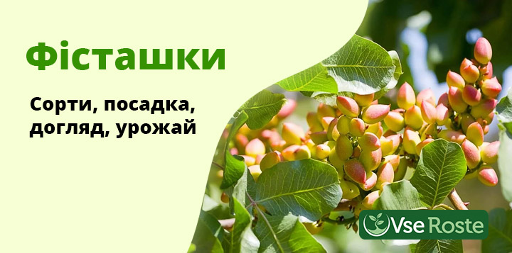 Фісташки: сорти, посадка, догляд, збір врожаю