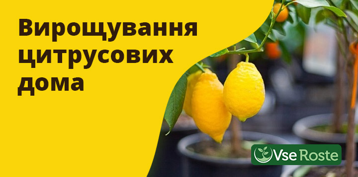 Вирощування цитрусових вдома