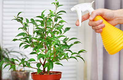 обприскування кімнатних рослин обприскування кімнатних рослин