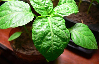 павутинний кліщ на розсаді перця павутинний кліщ на розсаді перця