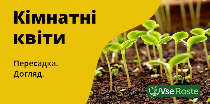 Кімнатні квіти - пересадка та догляд