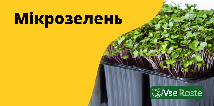 Мікрозелень