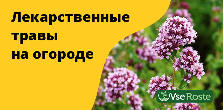 Лекарственные травы на огороде