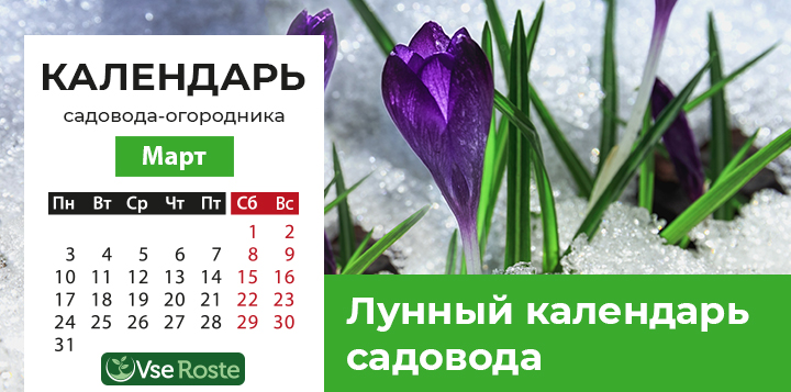 Месячный посевной календарь садовода-огородника на март 2025 года