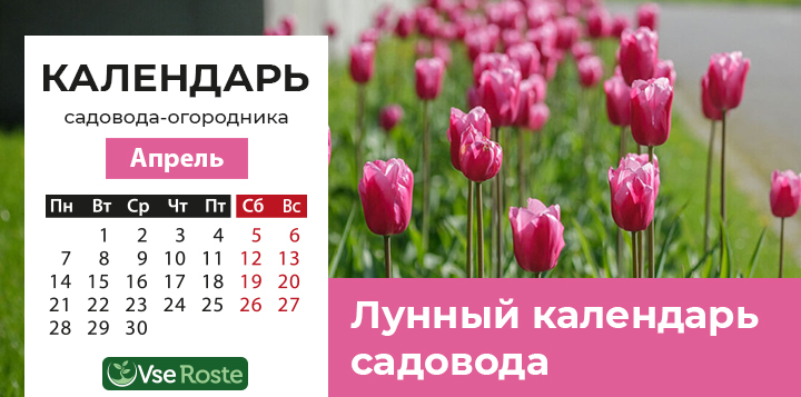 Лунный посевной календарь садовода-огородника на апрель 2025 года