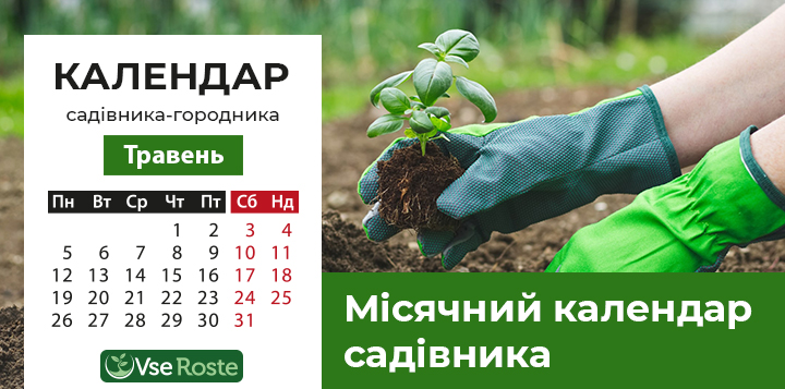 Місячний посівний календар садівника-городника на травень 2025 року