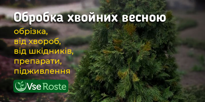 Обработка хвойных весной