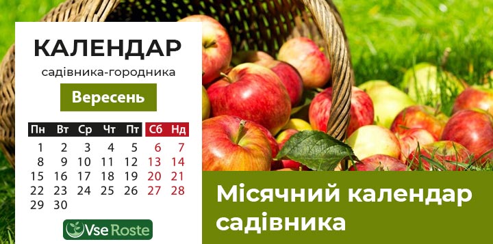 Місячний посівний календар садівника-городника на вересень 2025 року
