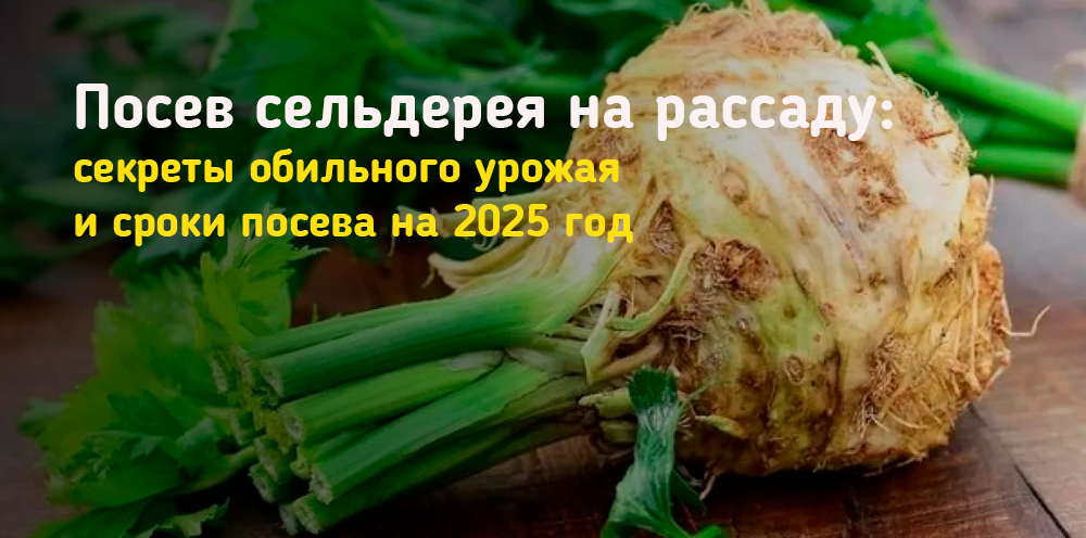 Посев сельдерея на рассаду: секреты обильного урожая и сроки посева на 2025 год