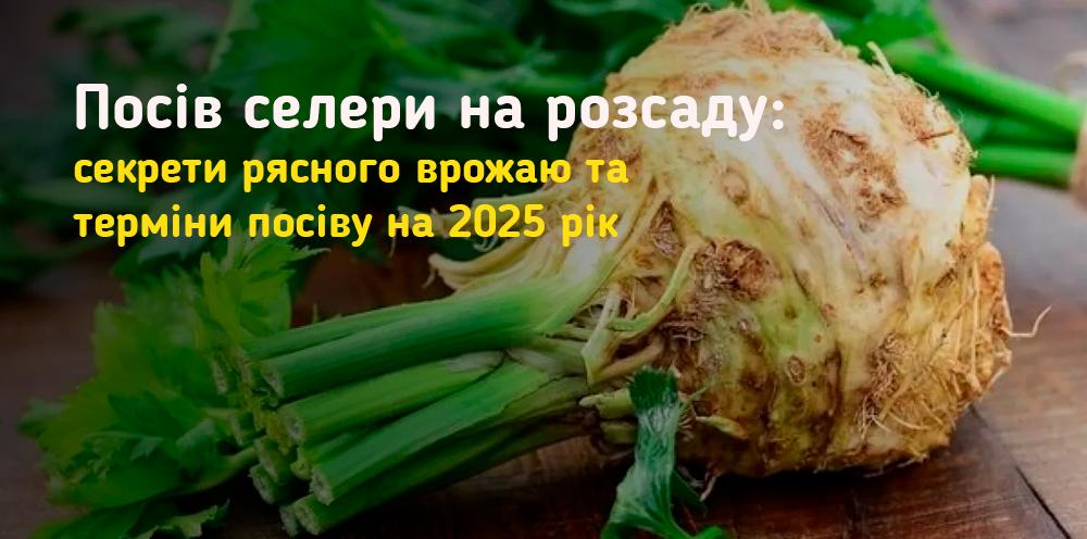 Посів селери на розсаду: секрети рясного врожаю та терміни посіву на 2025 рік
