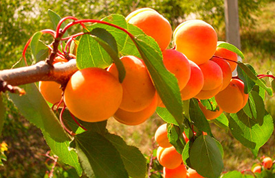 абрикоси на дереві