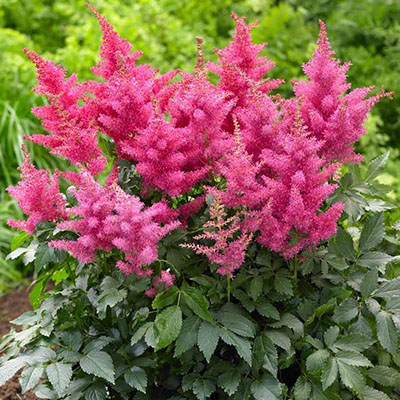 Астільба іконка