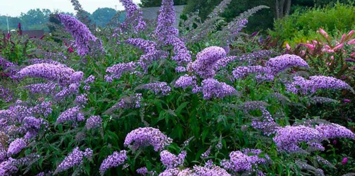 Как ухаживать за буддлеей