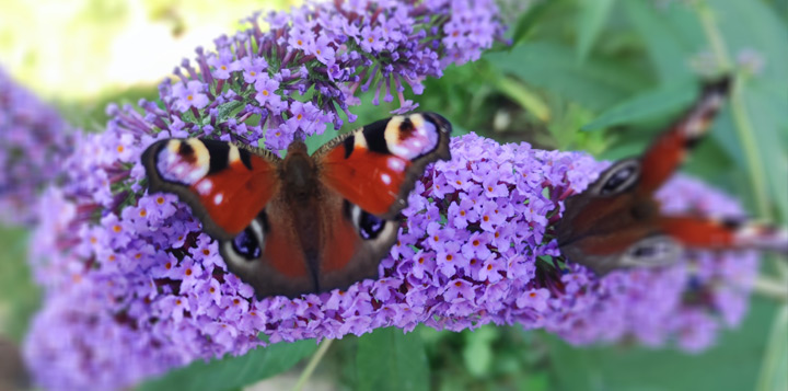 Где посадить буддлею
