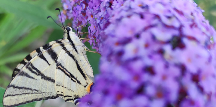 Как пропрастить семена буддлеи