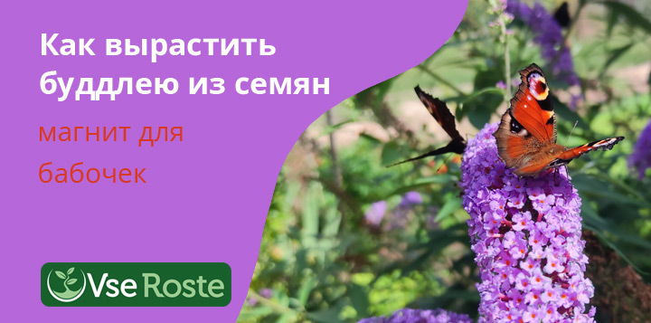 Как вырастить буддлею из семян