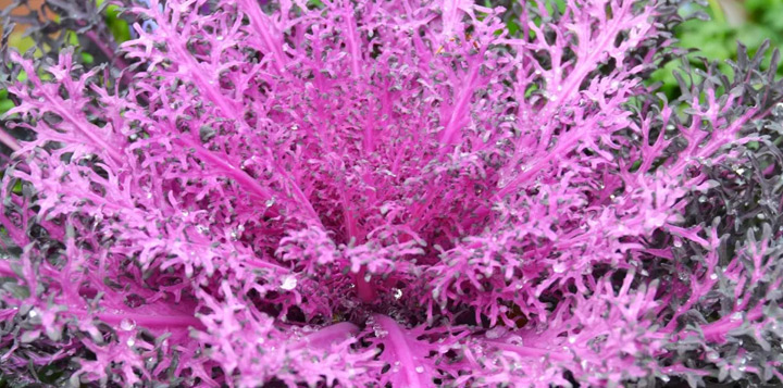 Декоративная капуста Павлин F1