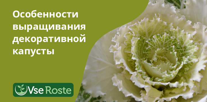 Особенности выращивания декоративной капусты