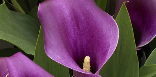 фіолетові калли