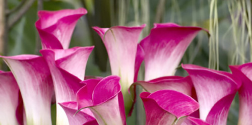 рожево-білі калли